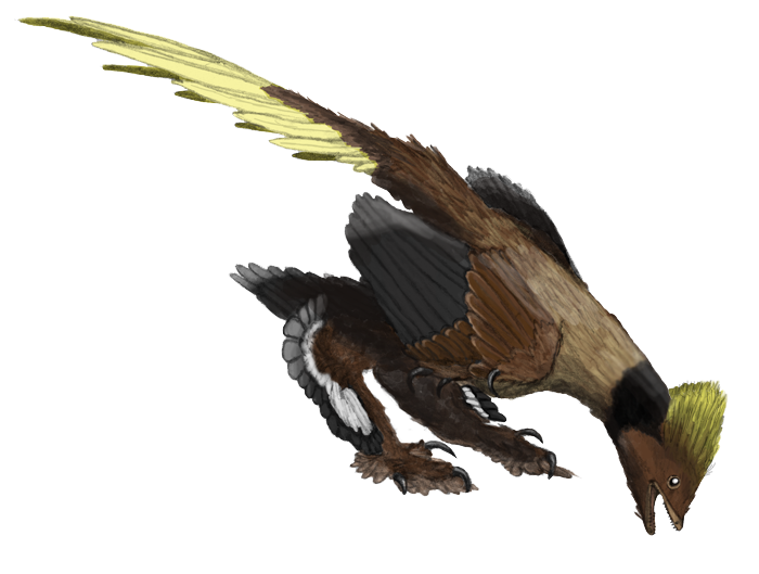 Rekonstrukacja Anchiornis, Xiaotingia wyglądała podobnie. Autor: Matthew Martyniuk.
