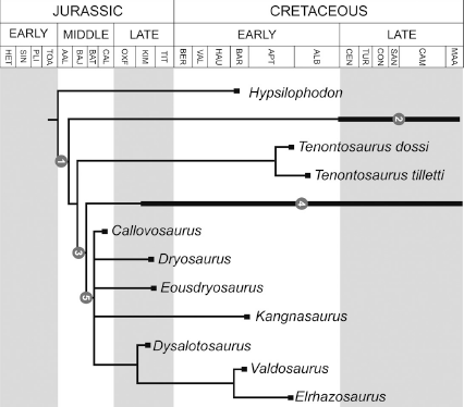 Escaso i in. 2014 Eousdryosaurus uproszczony.PNG