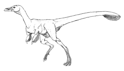 Alvarezsaurus lineart by Anto009.png