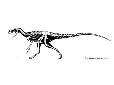 Stokesosaurus Scott Hartman.jpg