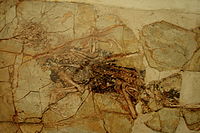 Xiaotingia.jpg