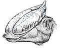 Saurolophus fastovsky,weishampel.jpg