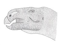 Zarys czaszki Acristavus. Z Gates, et. al. 2011