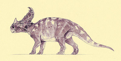 Sinoceratops.jpg