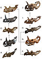 Centrosaurus skulls.jpg