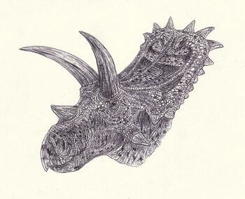 Anchiceratops head.jpg