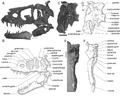 Daspletosaurus horneri skull.png
