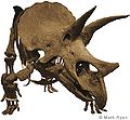 Triceratops SMM P62.1.1 fot.Mark Ryan.jpg