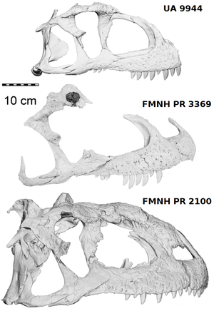 Majungasaurus ontog. Ratsimbaholison et al. 2016.3.PNG
