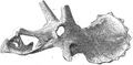 Triceratops serratus type Hatcher pl. xxix.PNG
