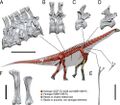 Spinophorosaurus vertebrae.jpg