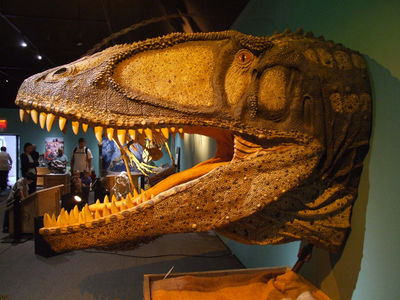 Carcharodontosaurus.head.jpg