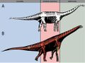 Spinophorosaurus restorations.jpg