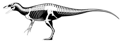 Megaraptoran skeleton.png