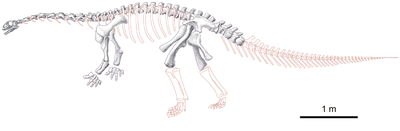 Yizhousaurus rekonstrukcja szkieletu.png