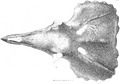 Triceratops serratus type Hatcher pl. xxviii.PNG