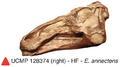 Edmontosaurus annectens UCMP 128372.PNG