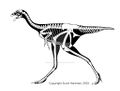 Caudipteryx by scotthartman.jpg