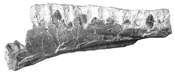 Archaeodontosaurus.JPG