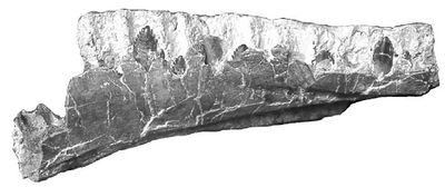 Archaeodontosaurus.JPG