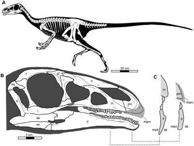Jianchangosaurus szkielet Pu et al. 2013.png
