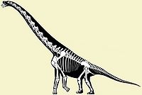 Brachiosauridae.jpg