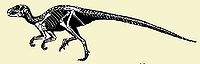 Heterodontosauridae.jpg