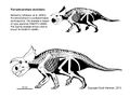 Furcatoceratops skeletal.jpg