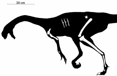 Shanyangosaurus.gif