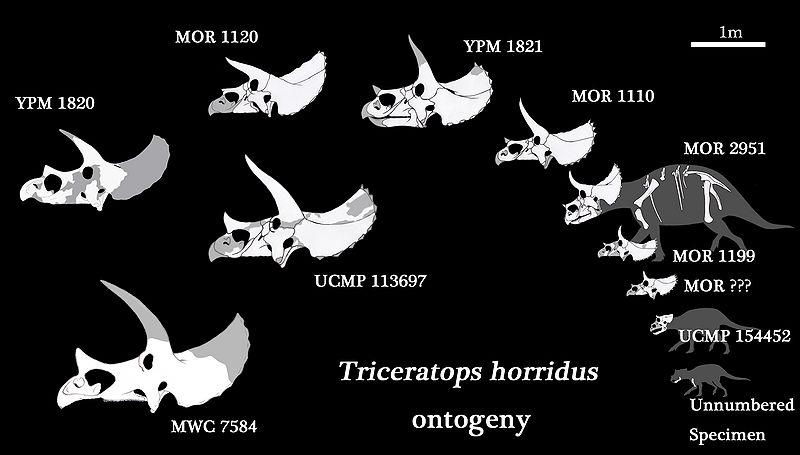 Triceratops ontogeneza, Laelaps nipponensis.jpg