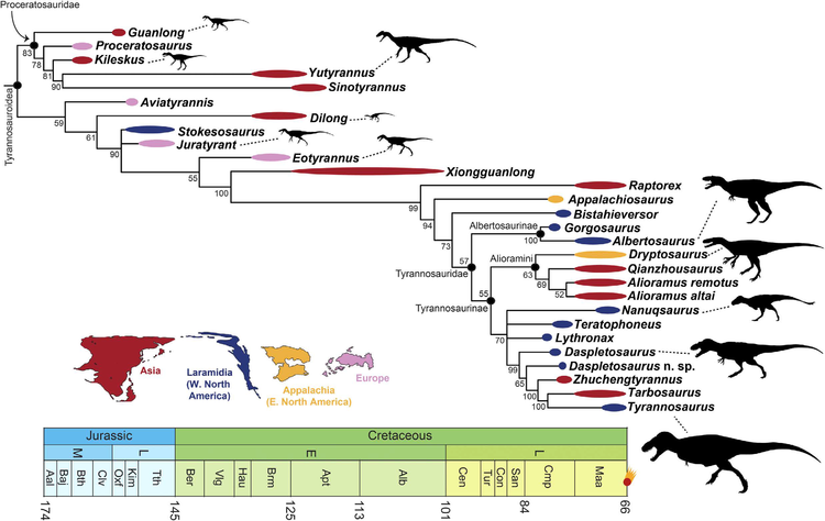 Phylogeny of Tyrannosauroidea Bayesian.png