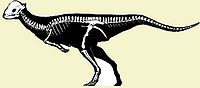 Pachycephalosauria.jpg