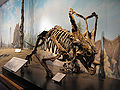 Chasmosaurus belli szkielet.jpg
