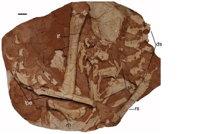Linhevenator holotype.jpg