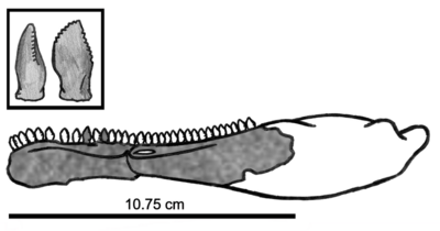 Eshanosaurus IVPP V11579.png