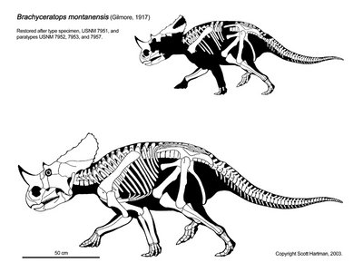 Brachyceratops.jpg