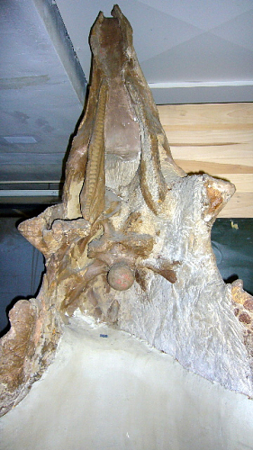 Plik:Triceratops USNM 1205.jpeg