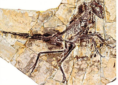 Eosinopteryx skeleton.jpeg