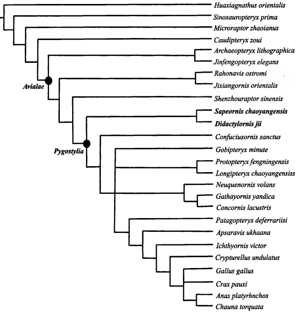Yuan 2008 Didactylornis.png