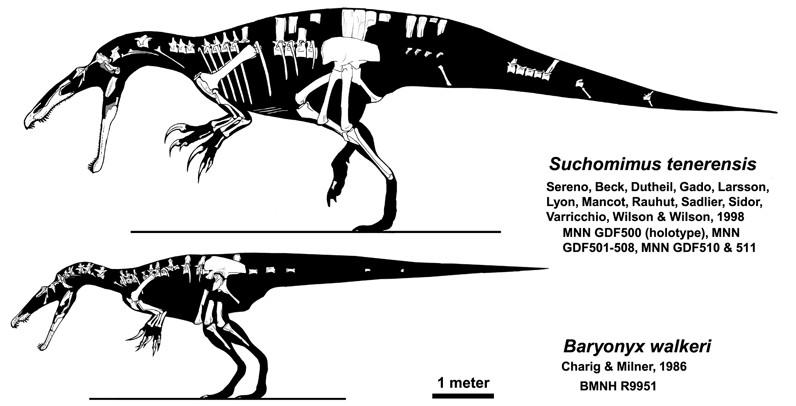 Plik:Sucho-baryonyx.jpg