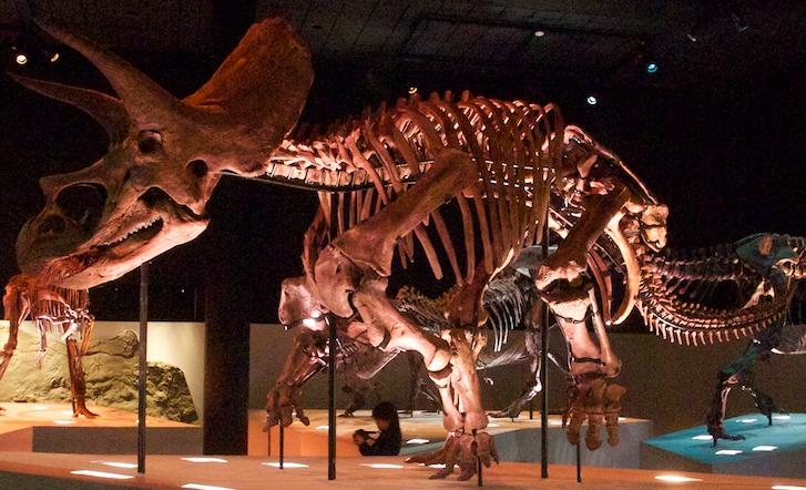 Plik:Triceratops horridus Lane Fot. etee.jpg