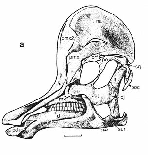 Corythosaurus skull.png