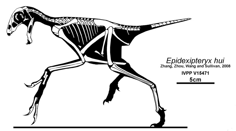 Plik:Epidexipteryx3.jpg