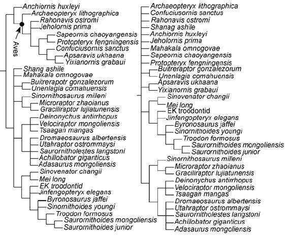 Xu i in., 2009A celu.JPG