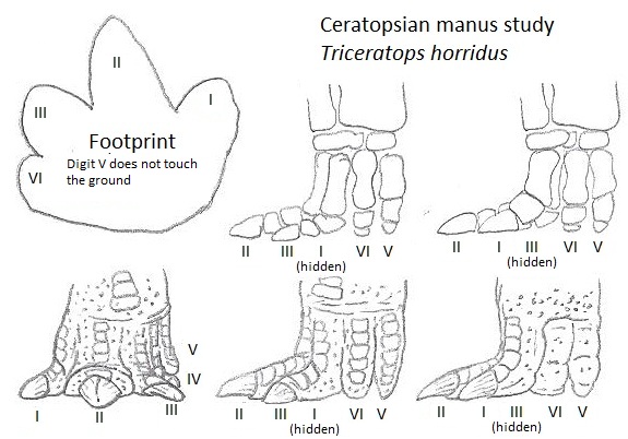 Plik:Ceratopsian manus study by tomozaurus.jpg