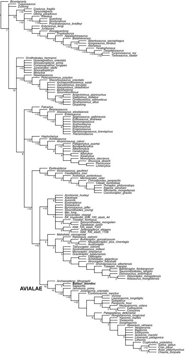 Cau et al. 2015 Balaur Brusatte.jpg