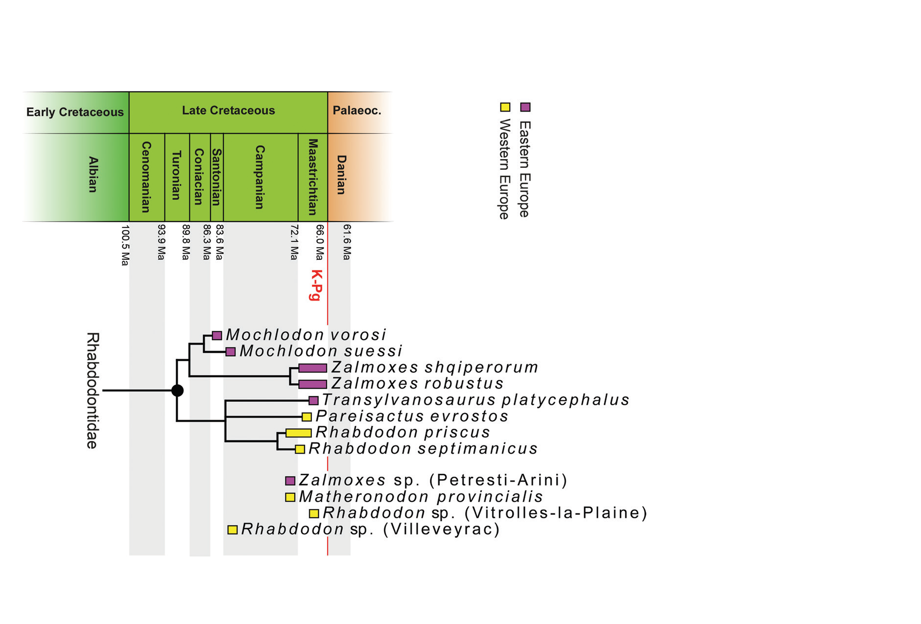 Rhabdodontidae Augustin et all 2023.png