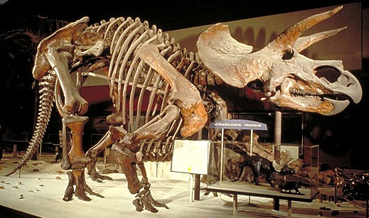 Plik:Triceratops USNM 4842 .jpg