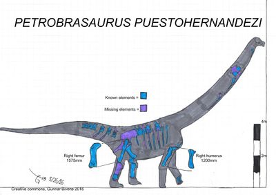 Petrobrasaurus puestohernandezi skeletal by bricksmashtv.jpg