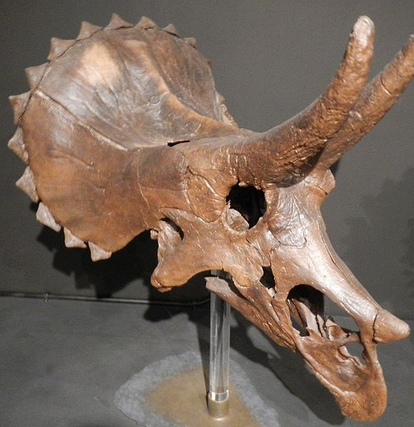 Plik:Triceratops MOR 1110 .jpg